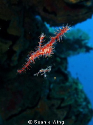 Ornate Ghost Pipefish mum and baby~ by Seania Wing 